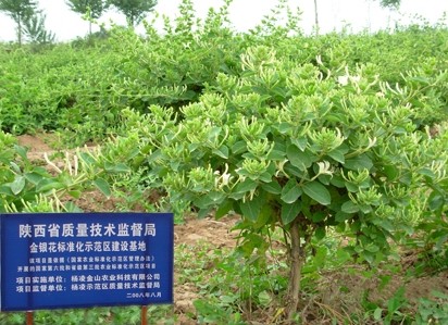 供应金银花 优质高产树型金银花苗（图片）